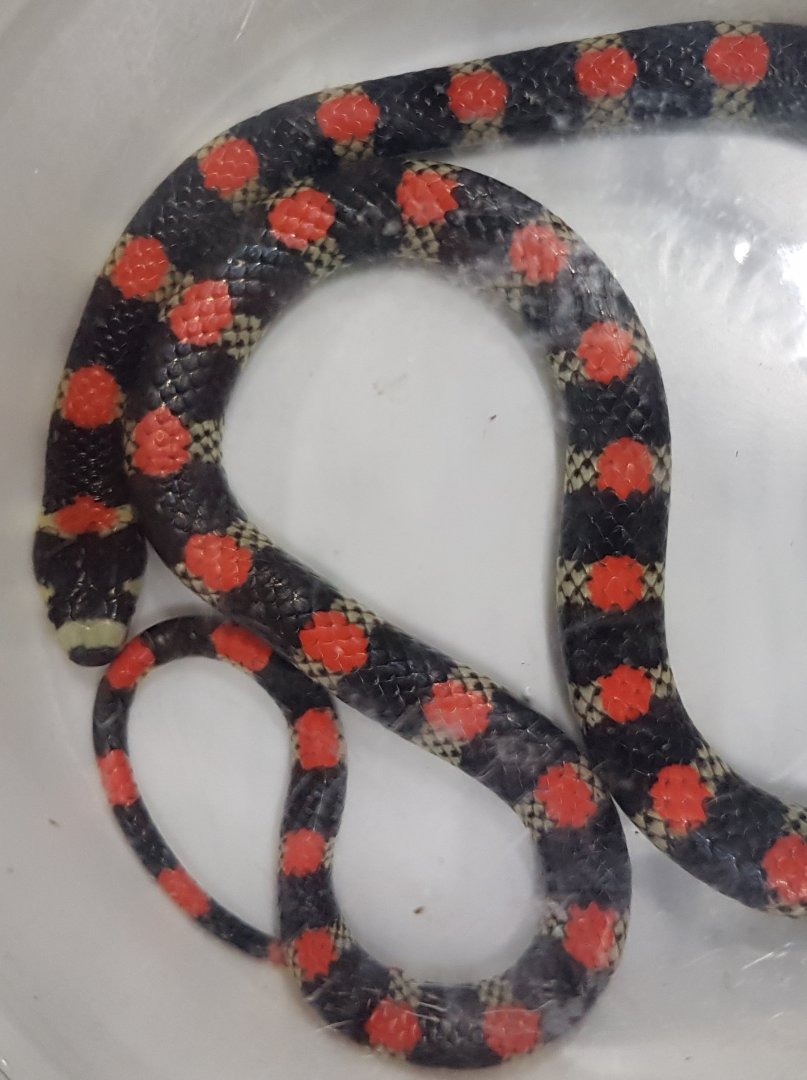 Scolecophis atrocinctus