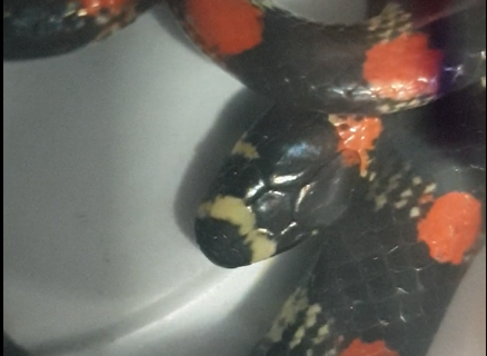 Scolecophis atrocinctus