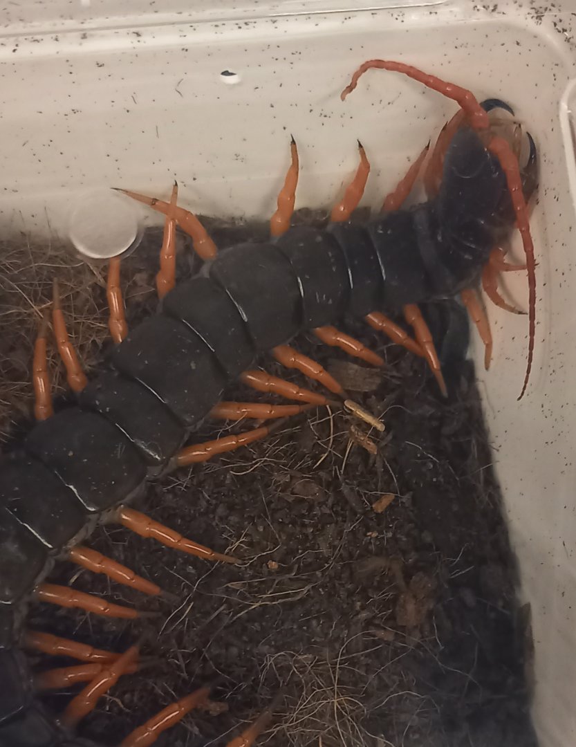 Scolopendra dehaani