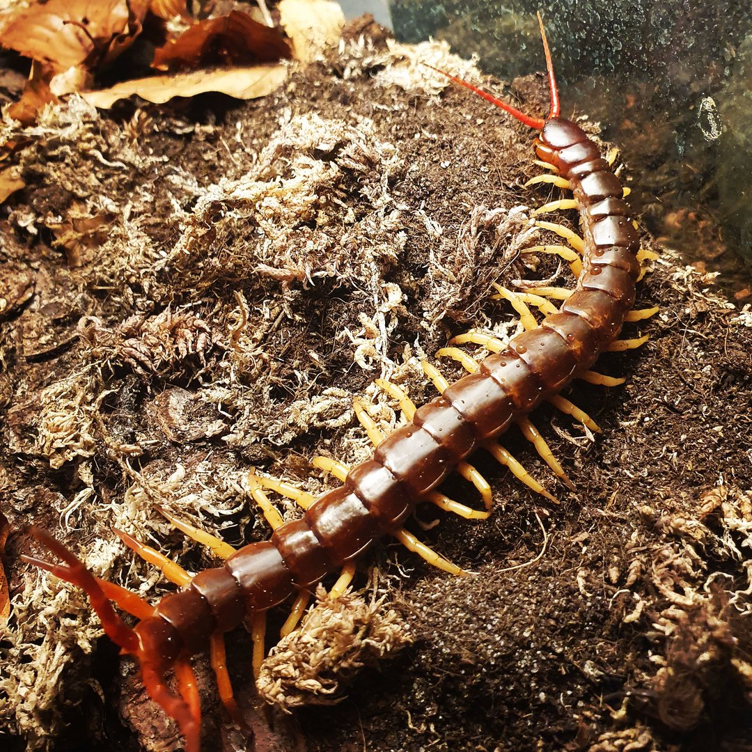 Scolopendra dehaani