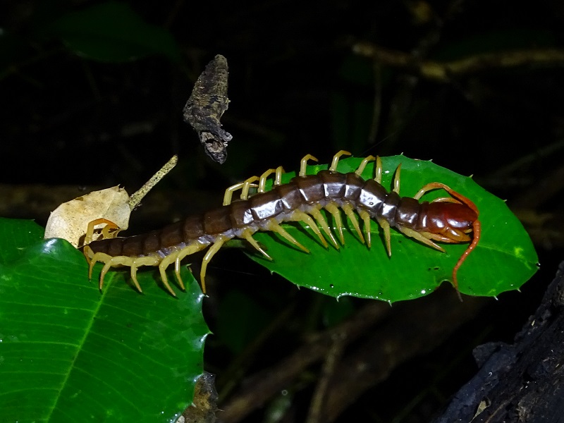 Scolopendra dehaani
