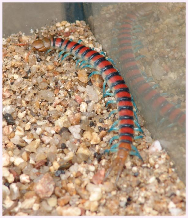 Scolopendra spp.
