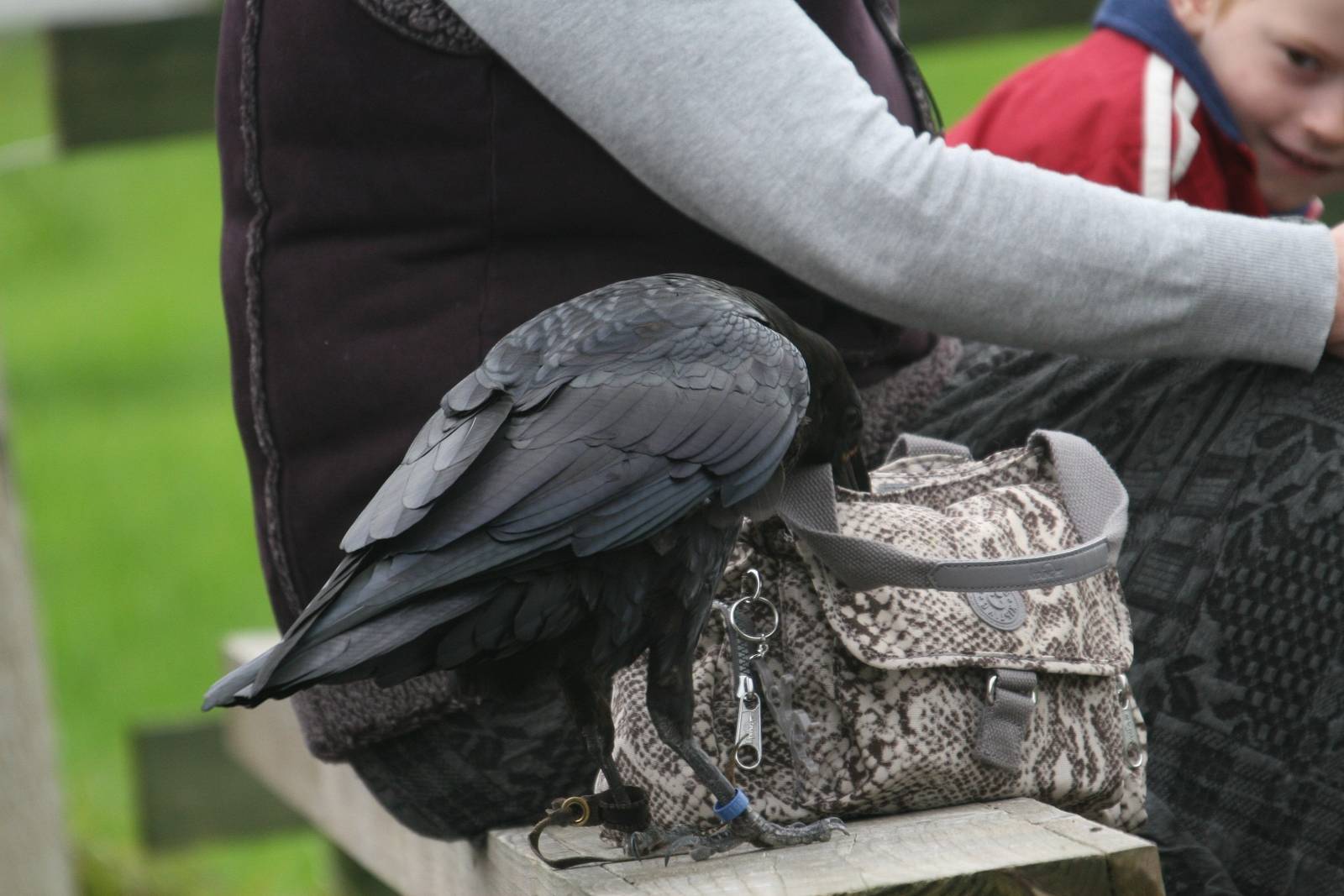 Scooby investigating a handbag