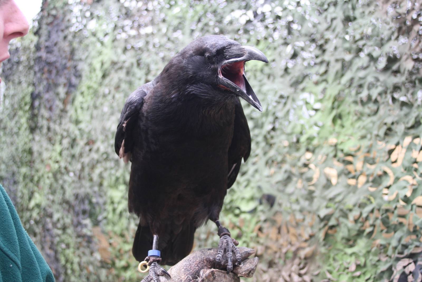 Scooby the Raven, Gauntlet 2008