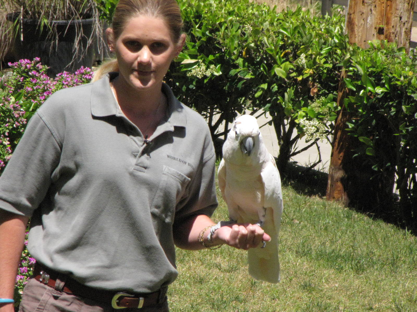 Scooter and Trainer - World of Birds Show