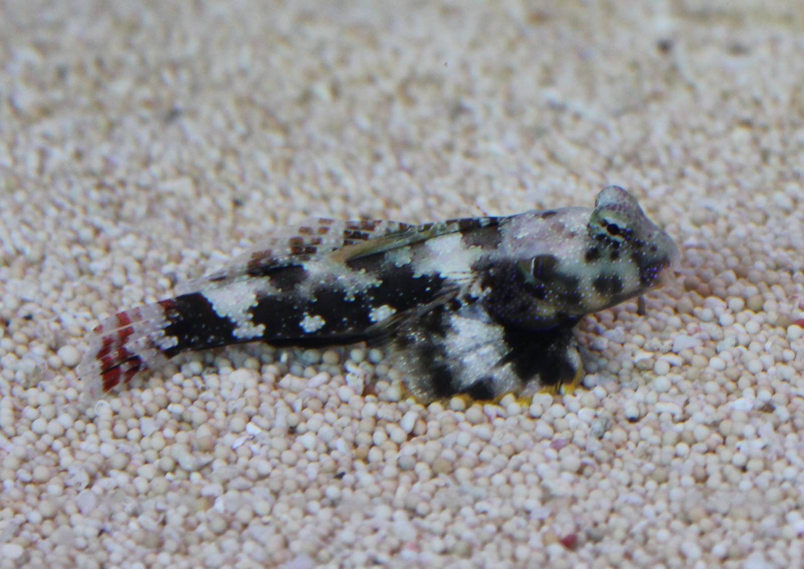 Scooter blenny