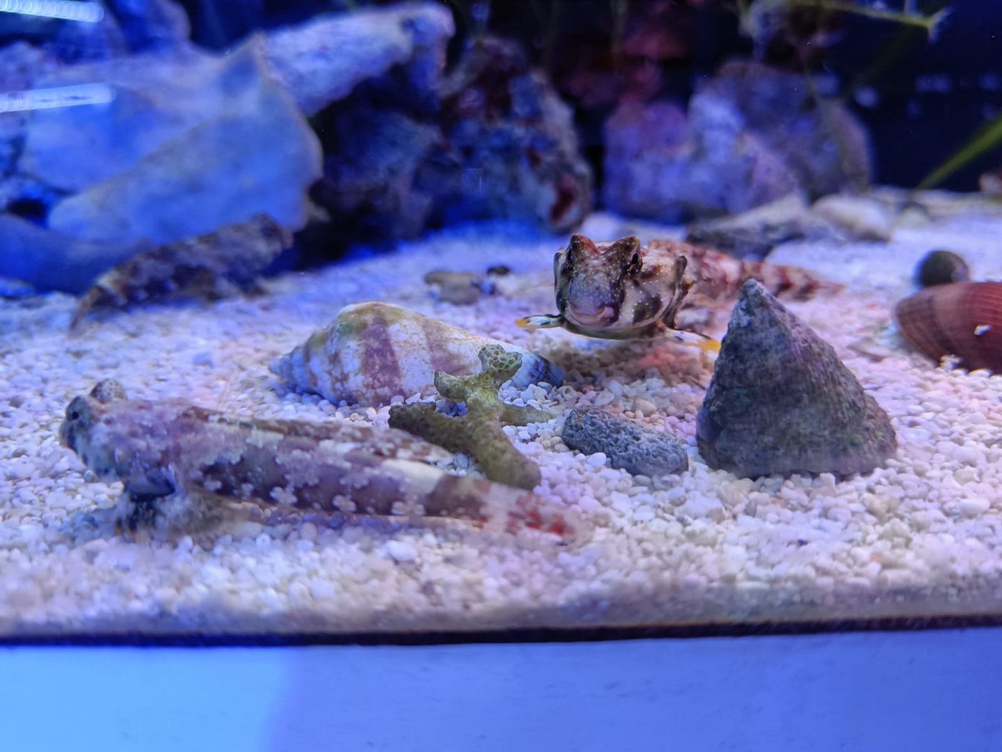Scooter Blenny