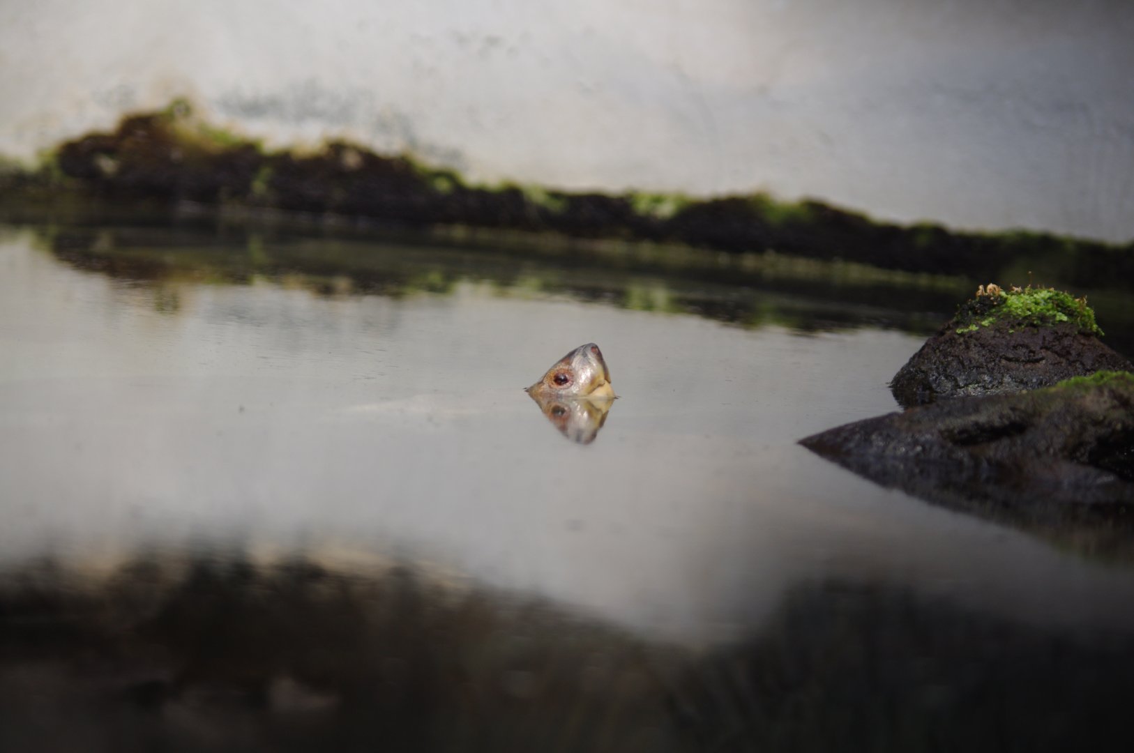 Scooter- Giant Asian Pond Turtle- 11/4/2024