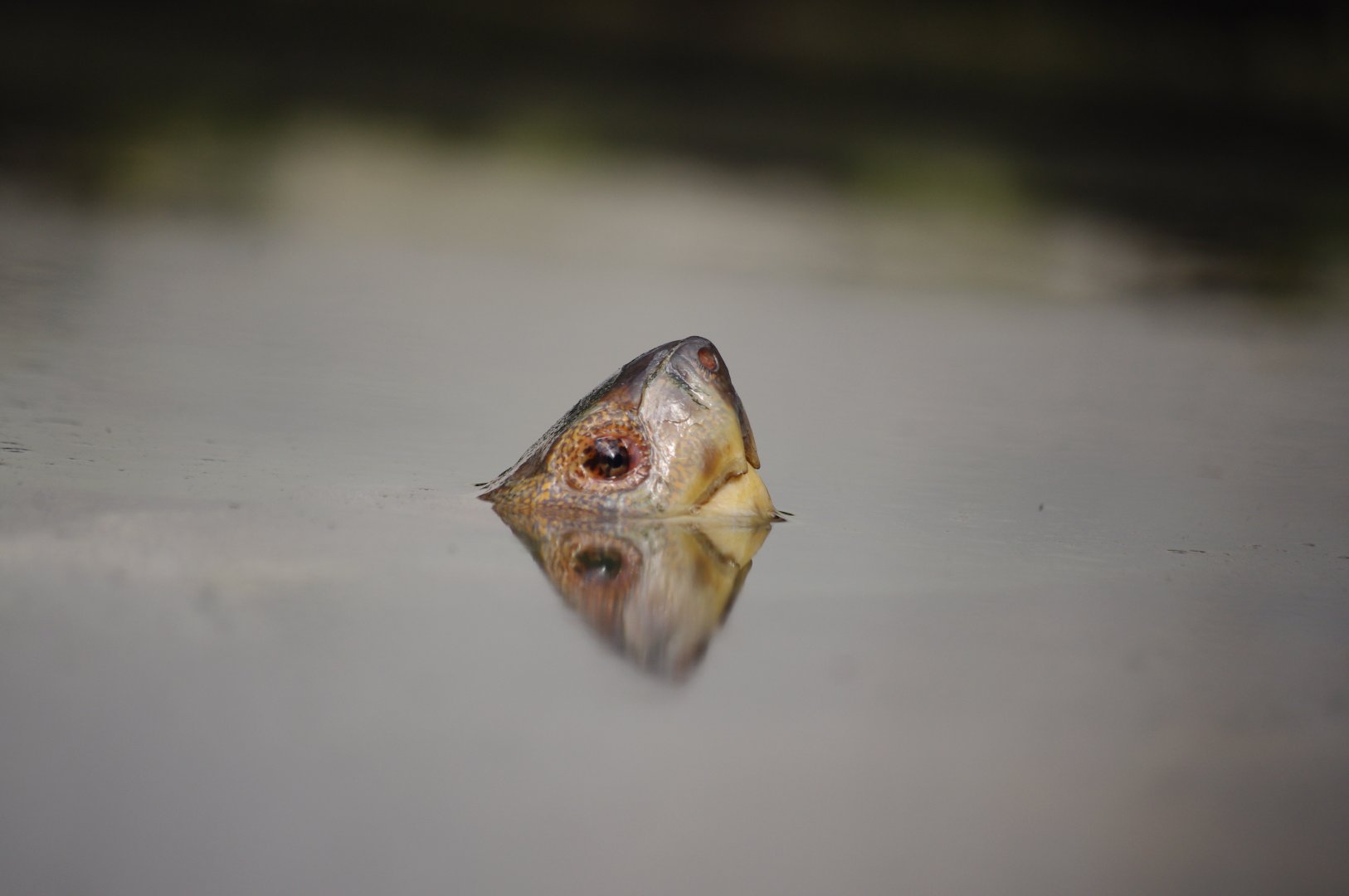 Scooter- Giant Asian Pond Turtle- 11/4/2024