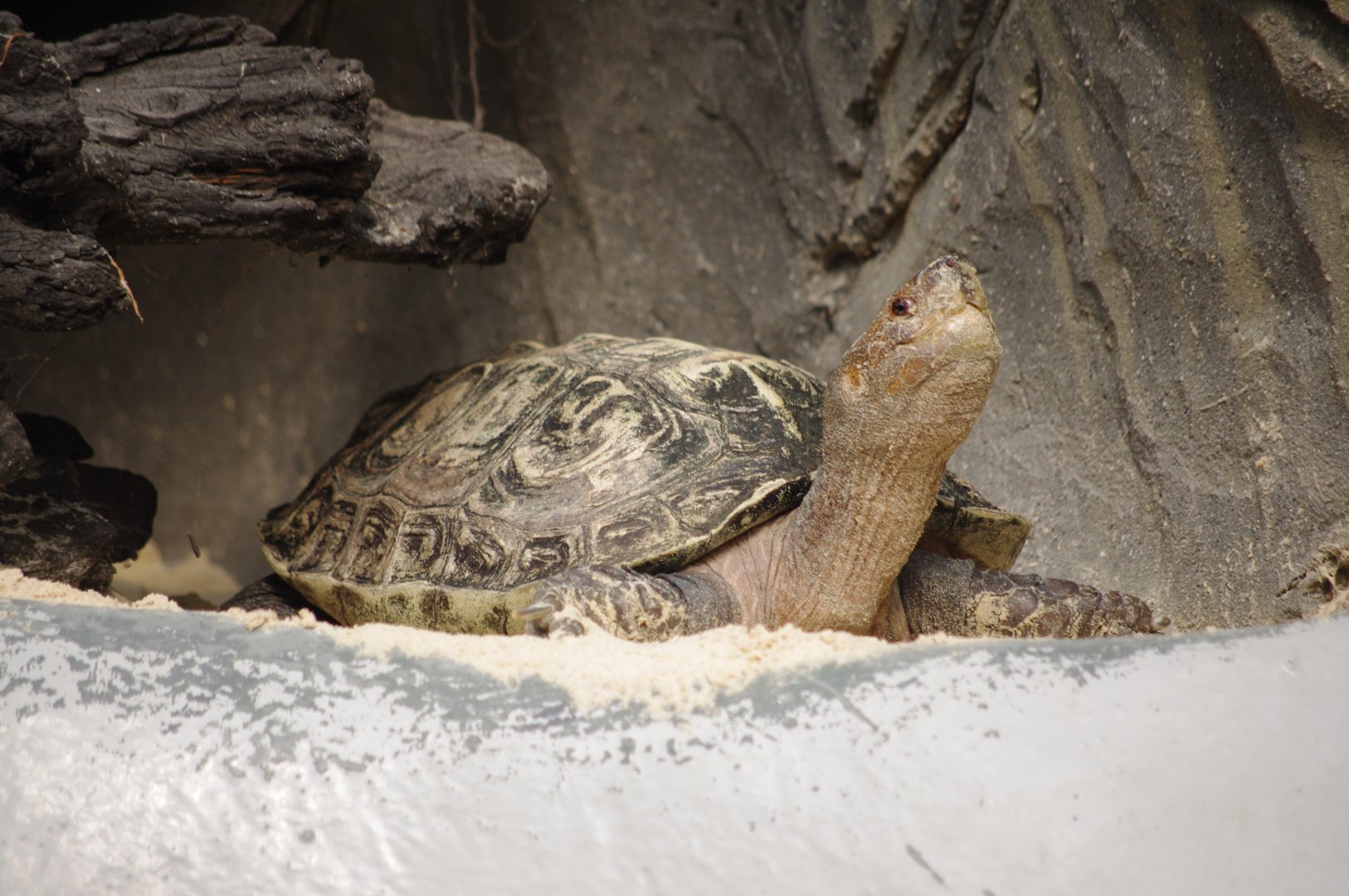 Scooter- Giant Asian Pond Turtle- 2/8/2024