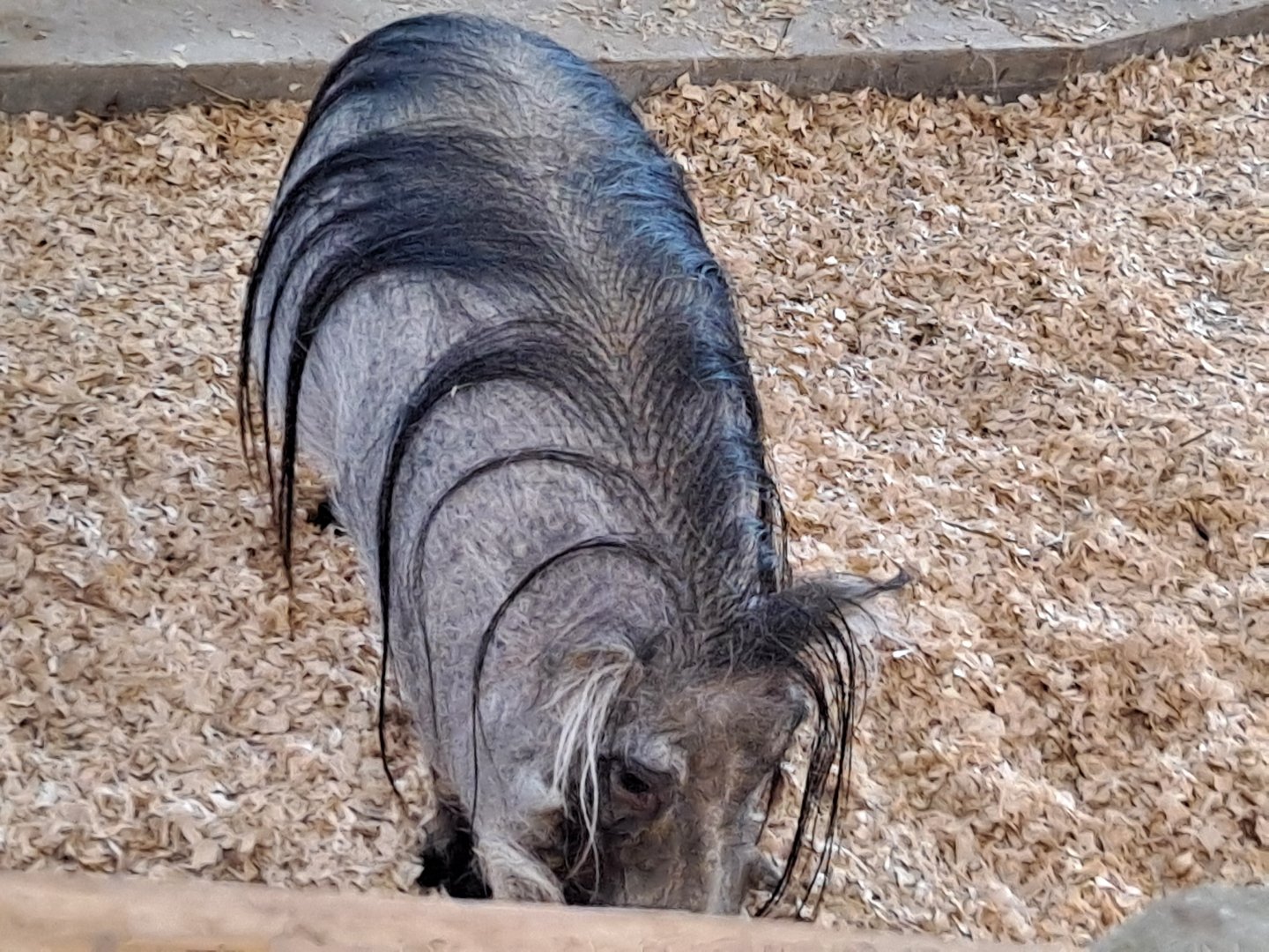 Scooter the Common Warthog (1/25/25)