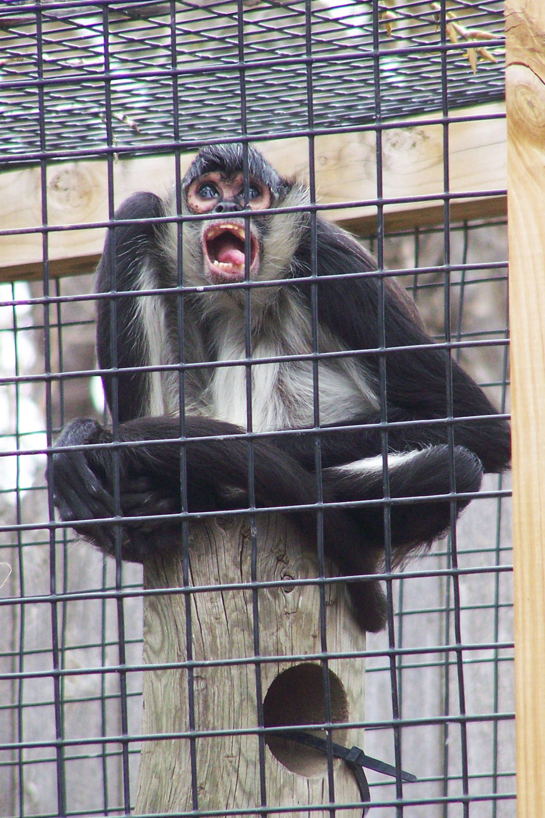 Scooter The Spider Monkey
