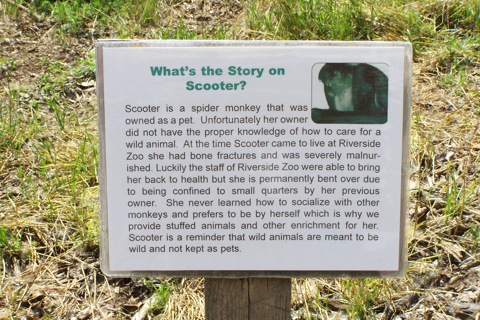 Scooter The Spider Monkey