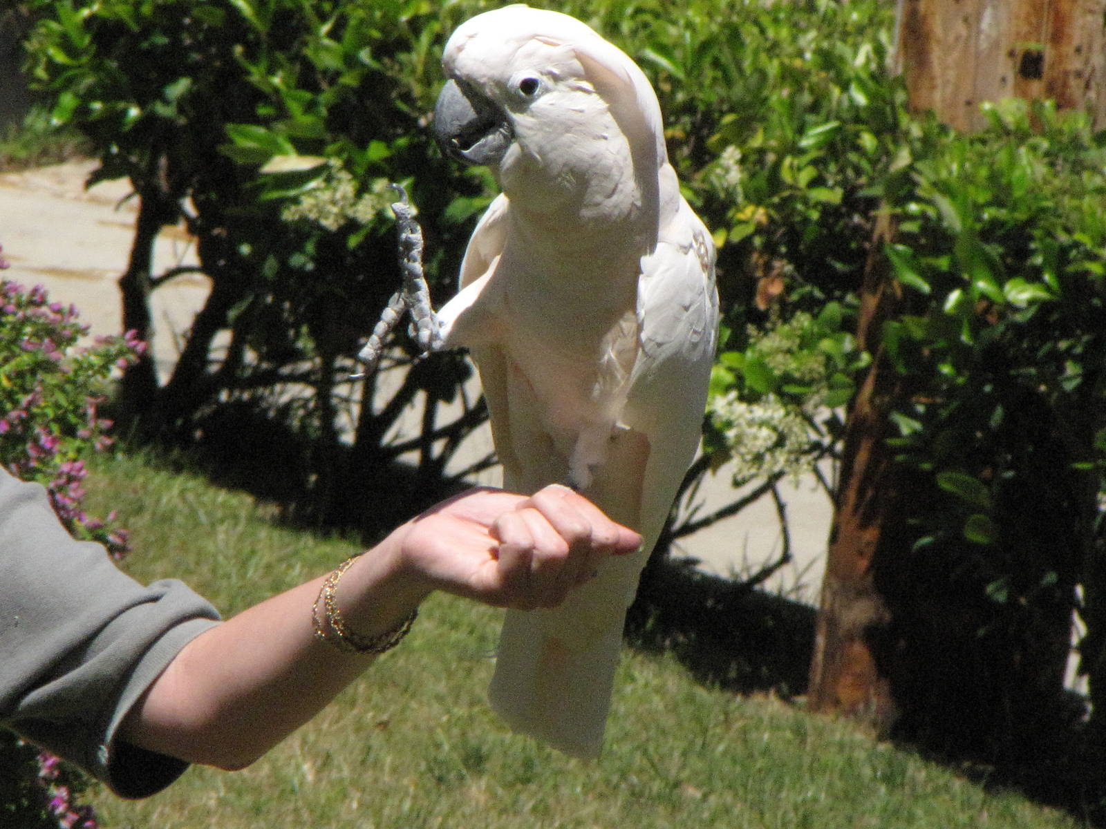 Scooter - World of Birds Show