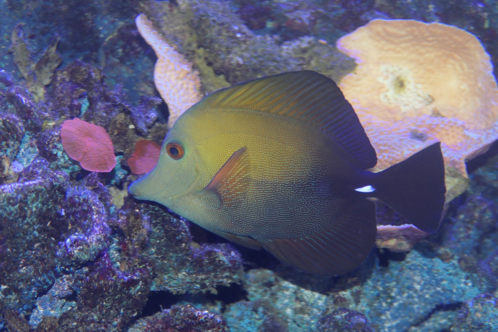 Scopas Tang (Zebrasoma scopas)