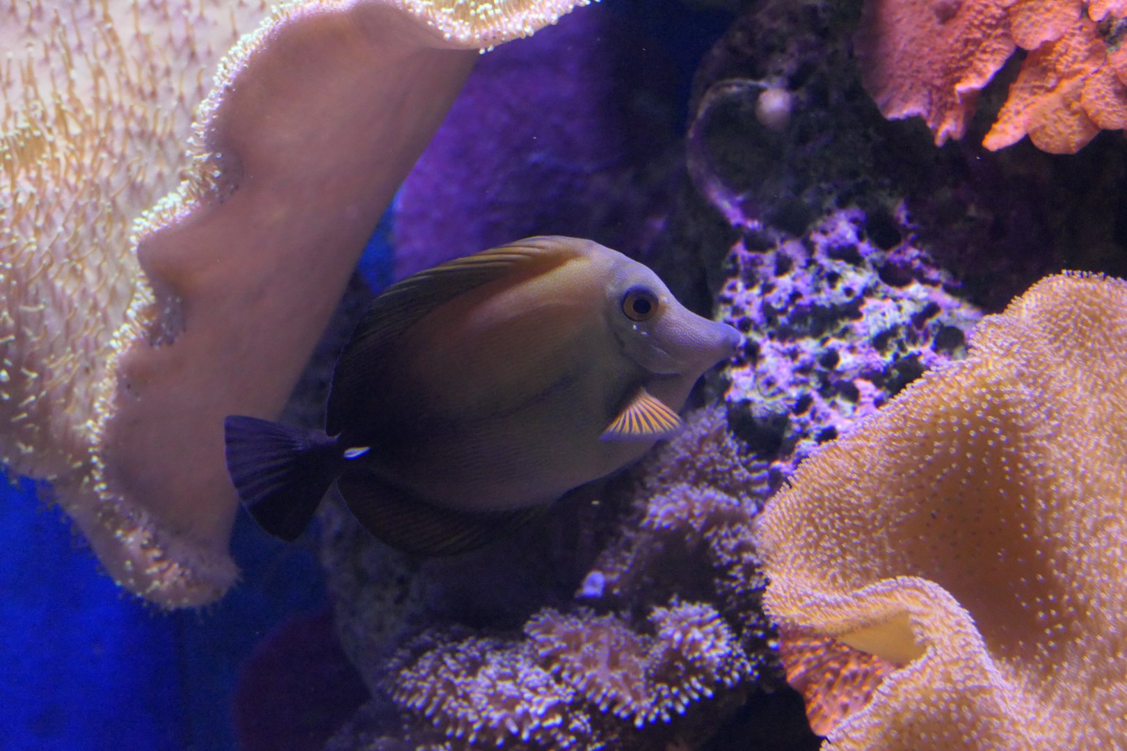 Scopas Tang (Zebrasoma scopas)