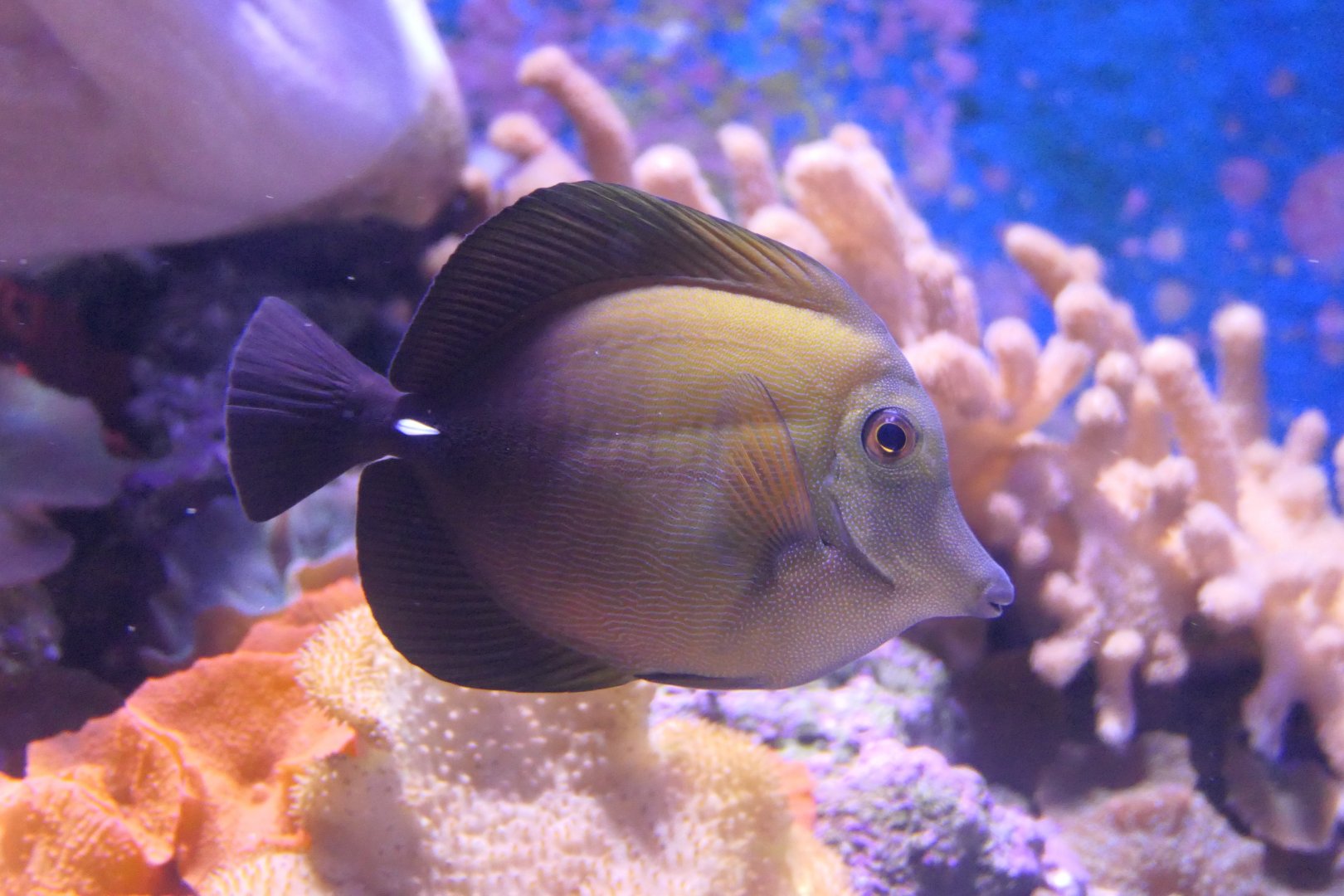 Scopas Tang (Zebrasoma scopas)