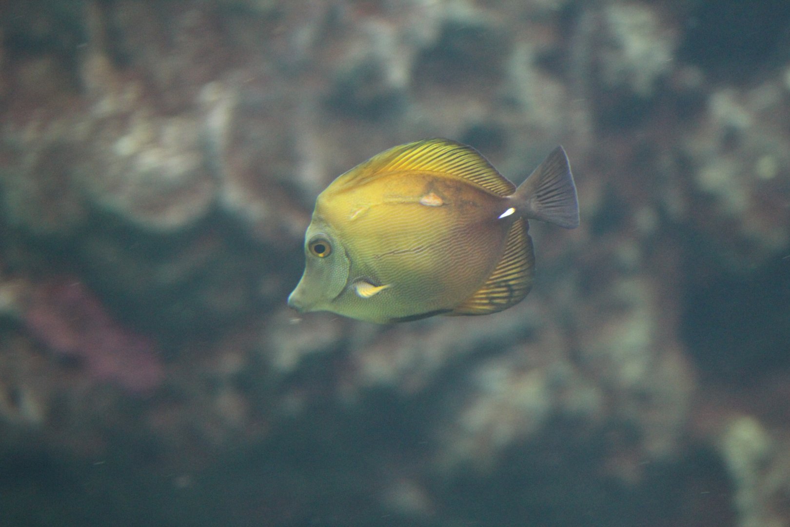 Scopas Tang