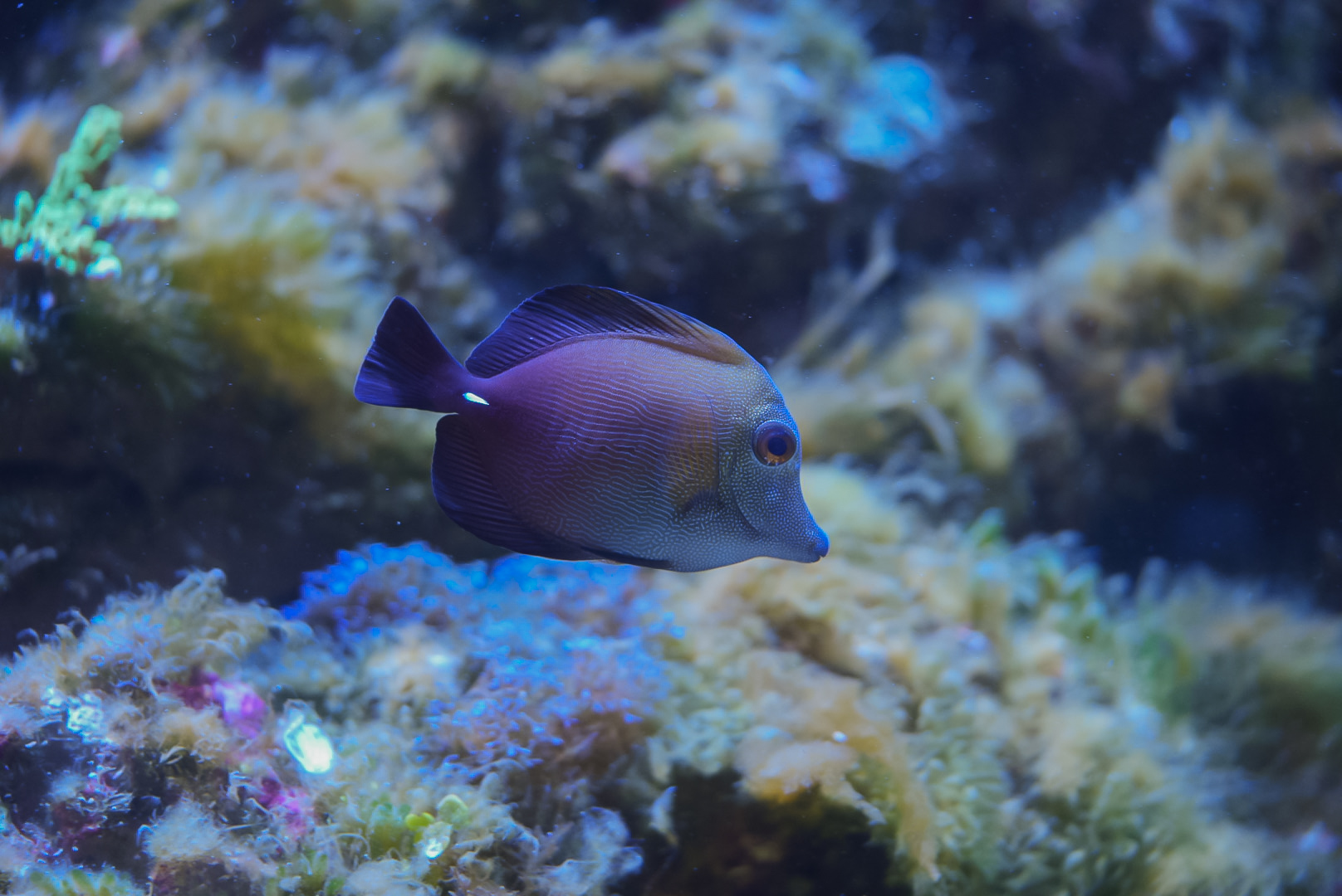 Scopas Tang