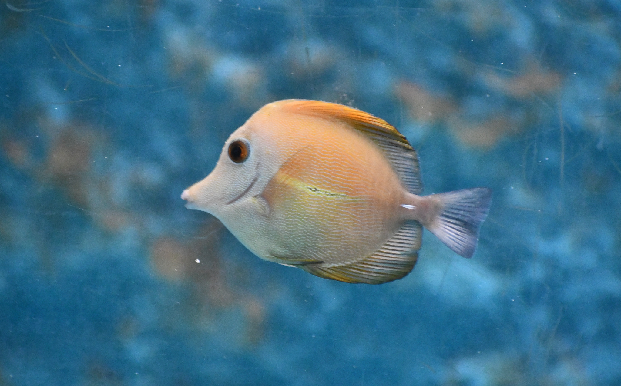Scopas Tang