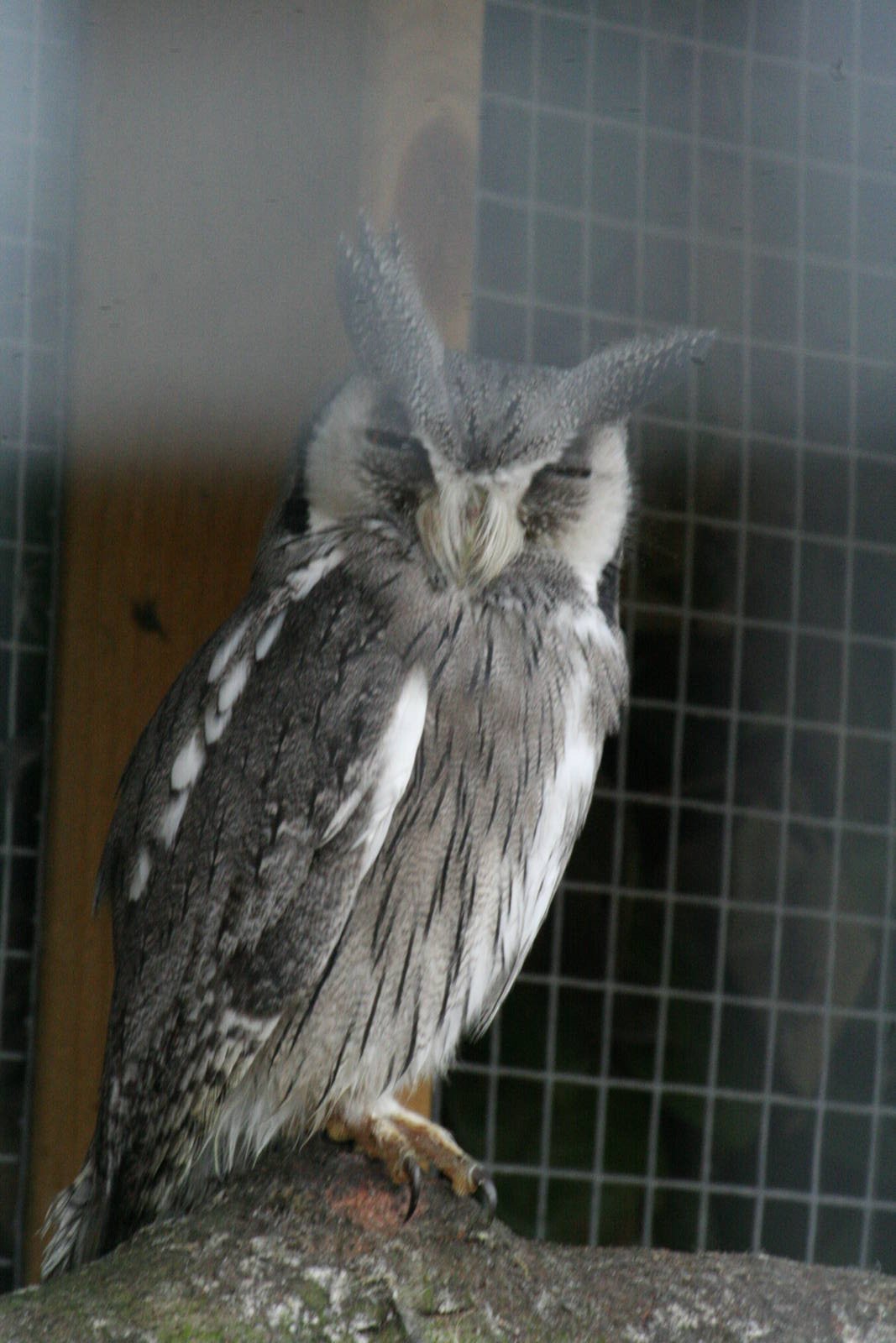 Scops owl ssp?