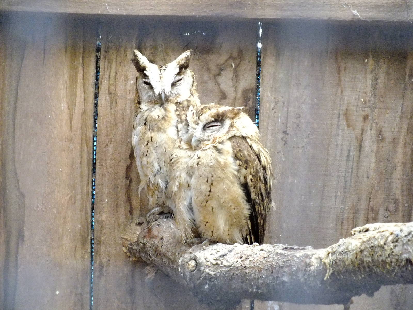 Scops Owls- Small Breeds Farm Park and Owl Centre