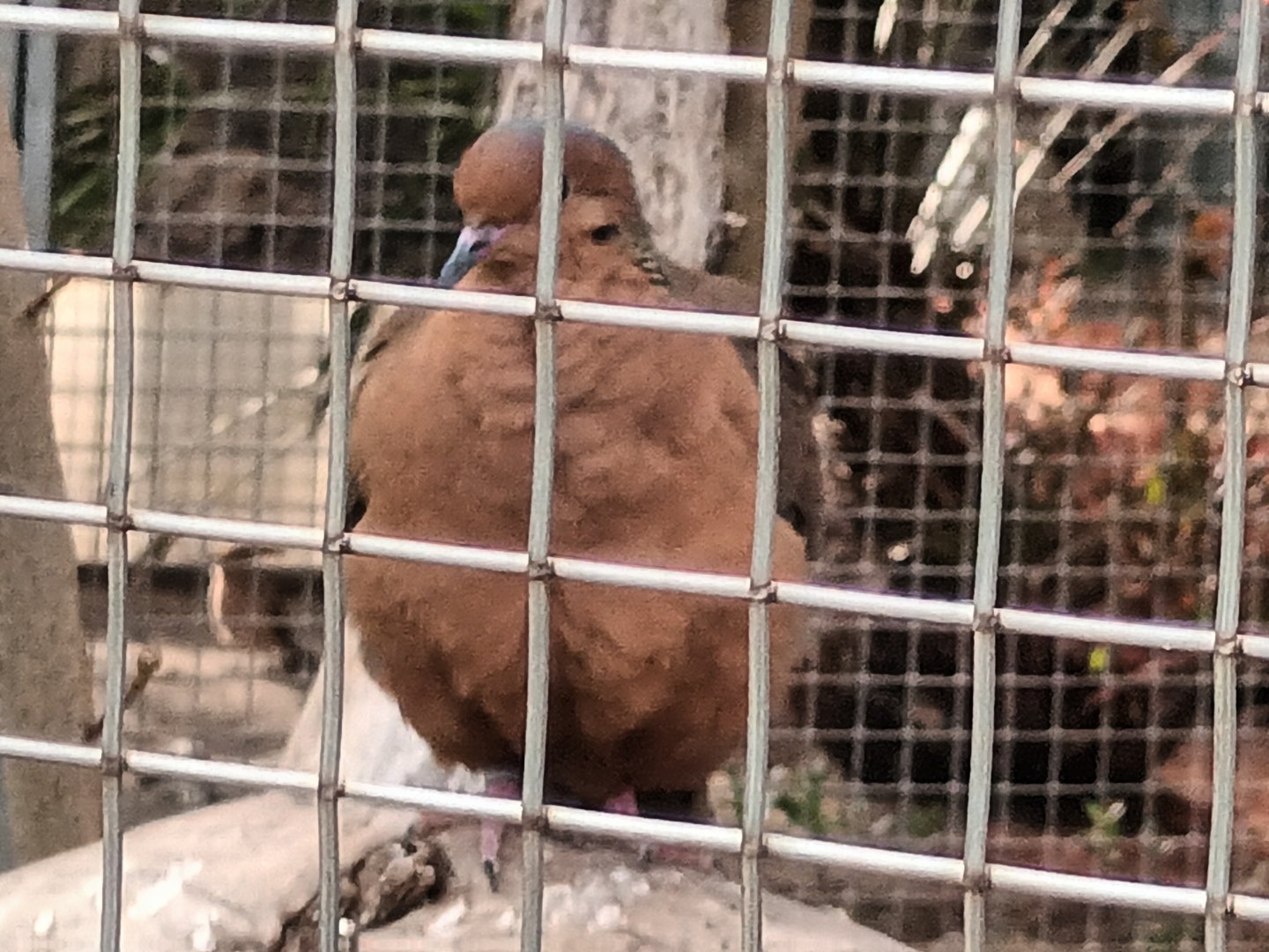 Scororo Dove