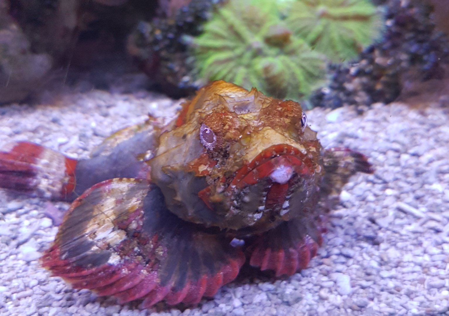 Scorpaenopsis diabolus