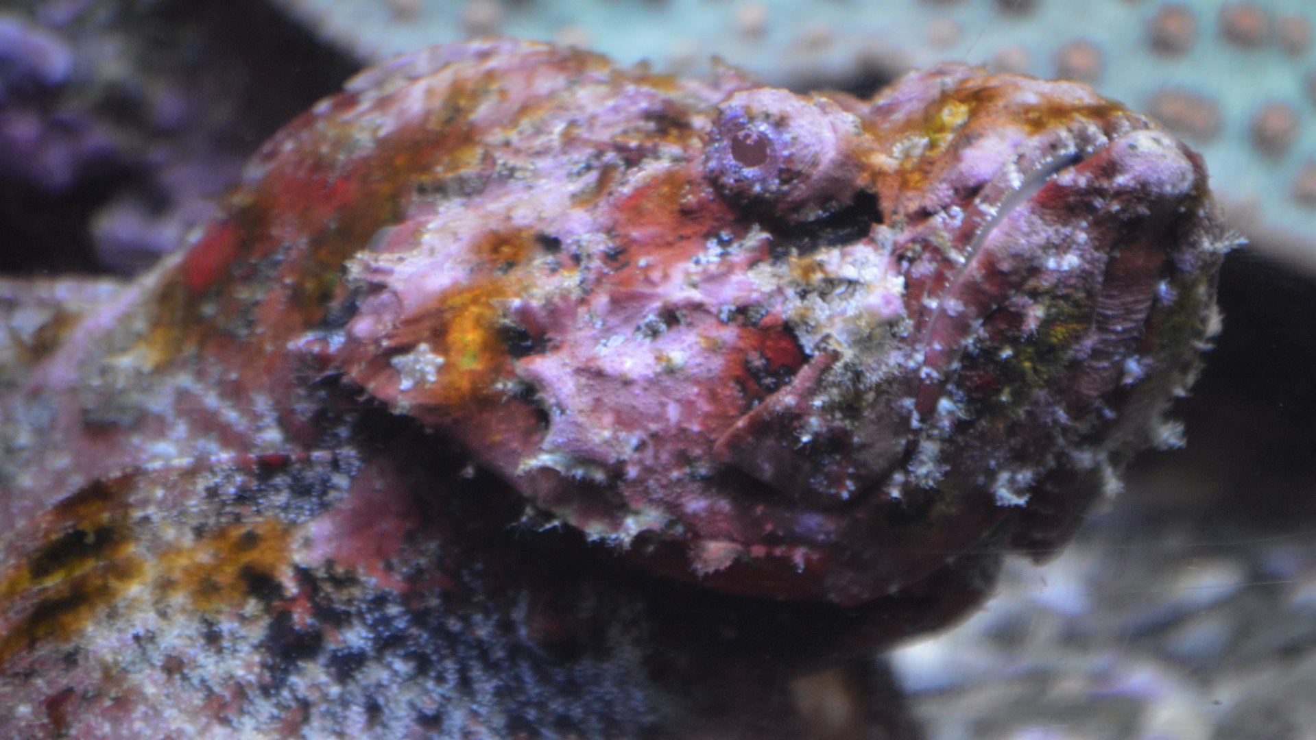 Scorpaenopsis diabolus