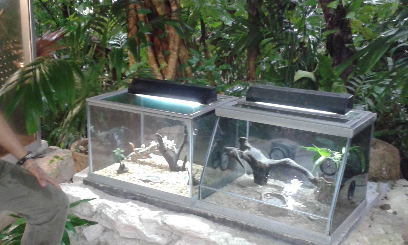 Scorpion and bird-spider enclosures