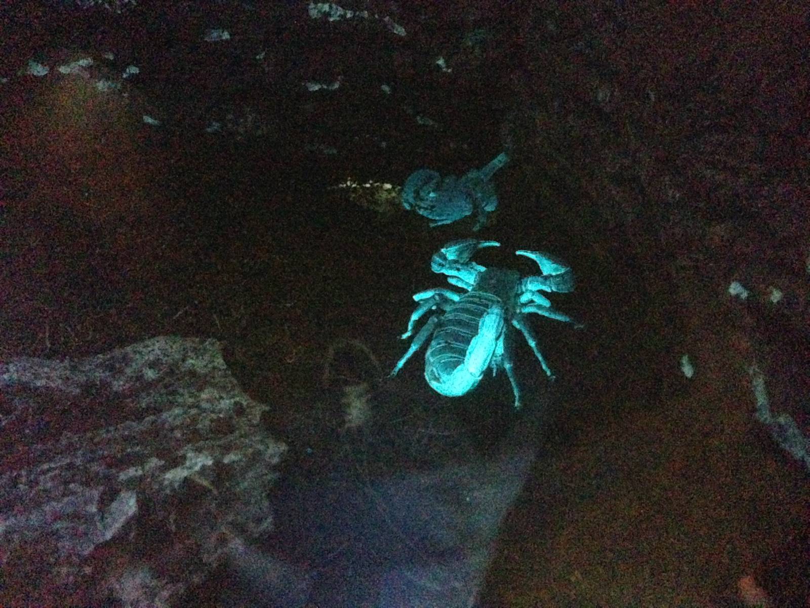 Scorpion at Blue Planet Aquarium - 05/10/2013