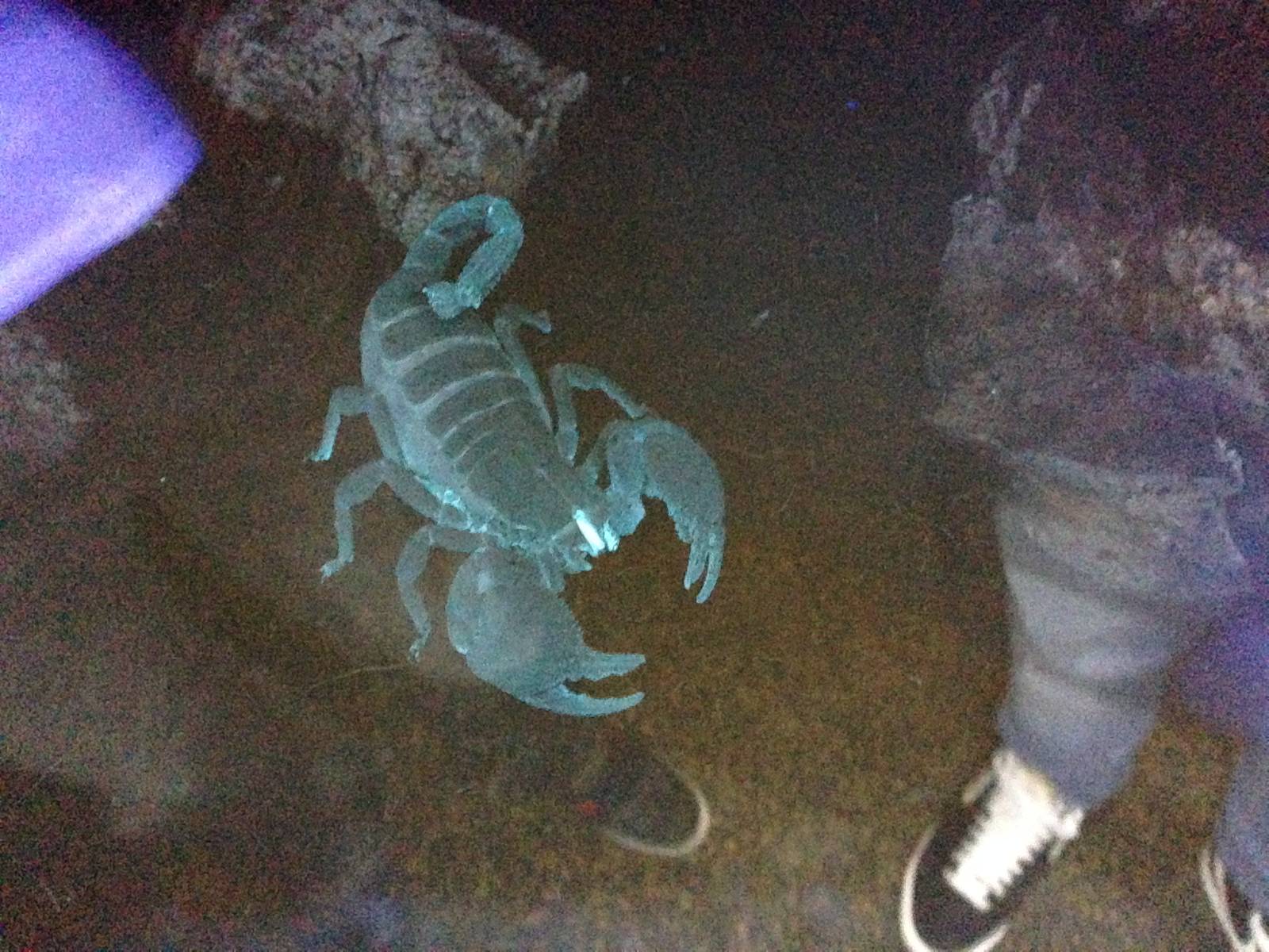 Scorpion at Blue Planet Aquarium - 05/10/2013