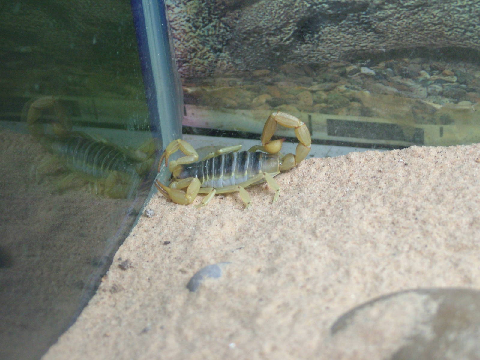 Scorpion at Shepreth 05/04/10