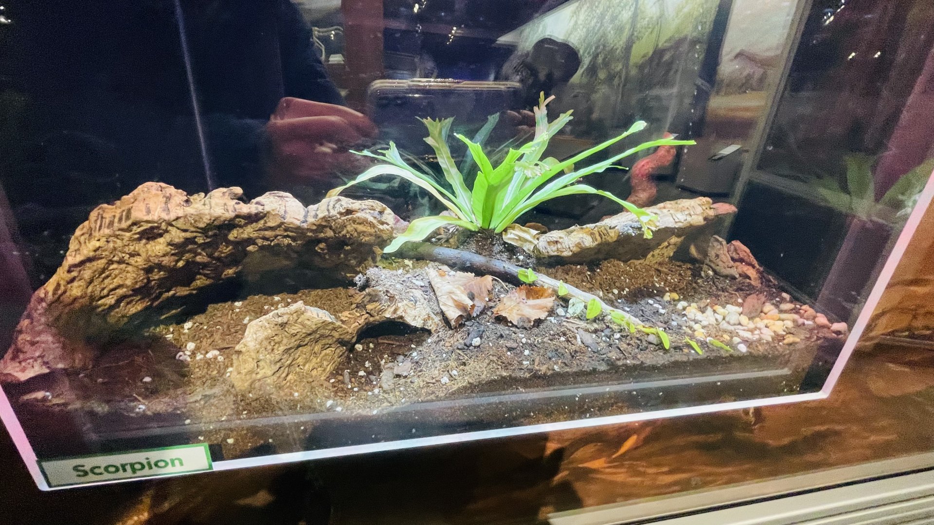 Scorpion Enclosure