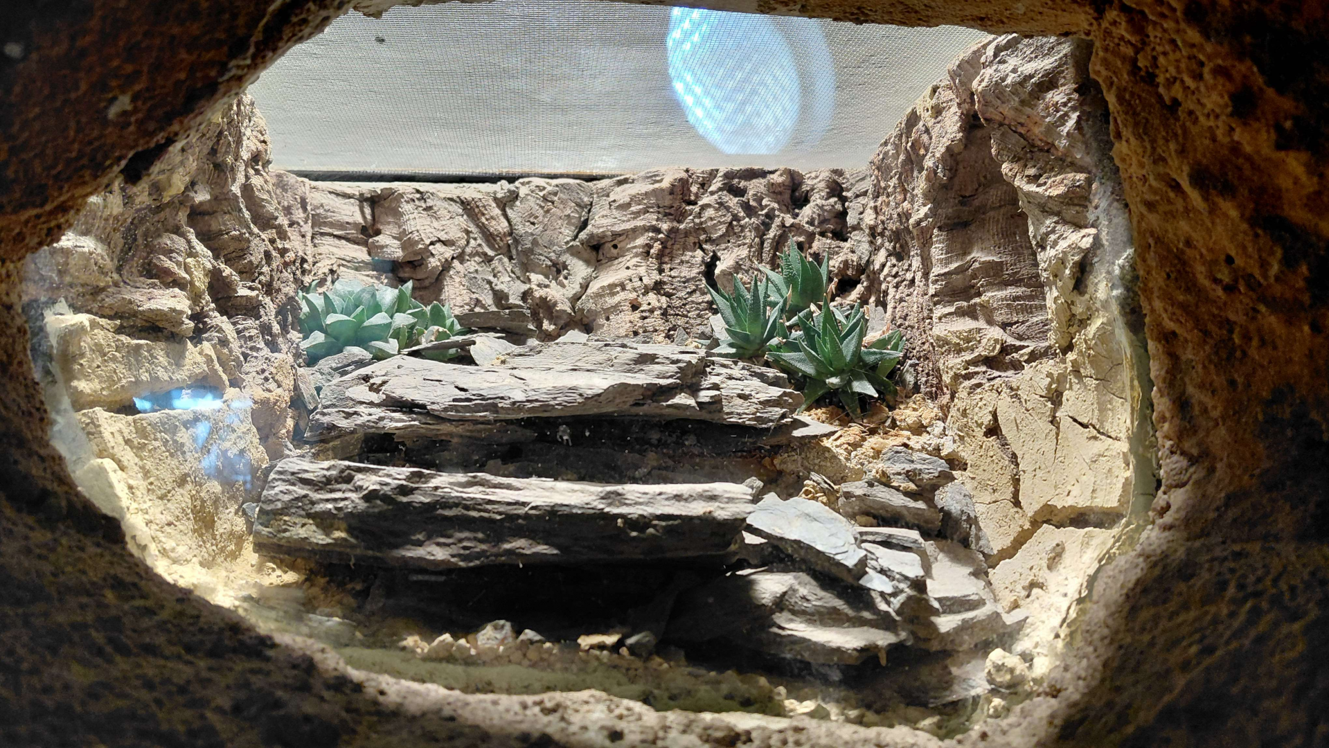 Scorpion exhibit