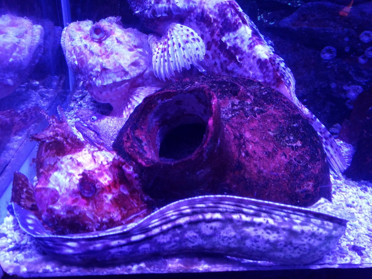 Scorpion fish and Mediterenean Moray eel tank