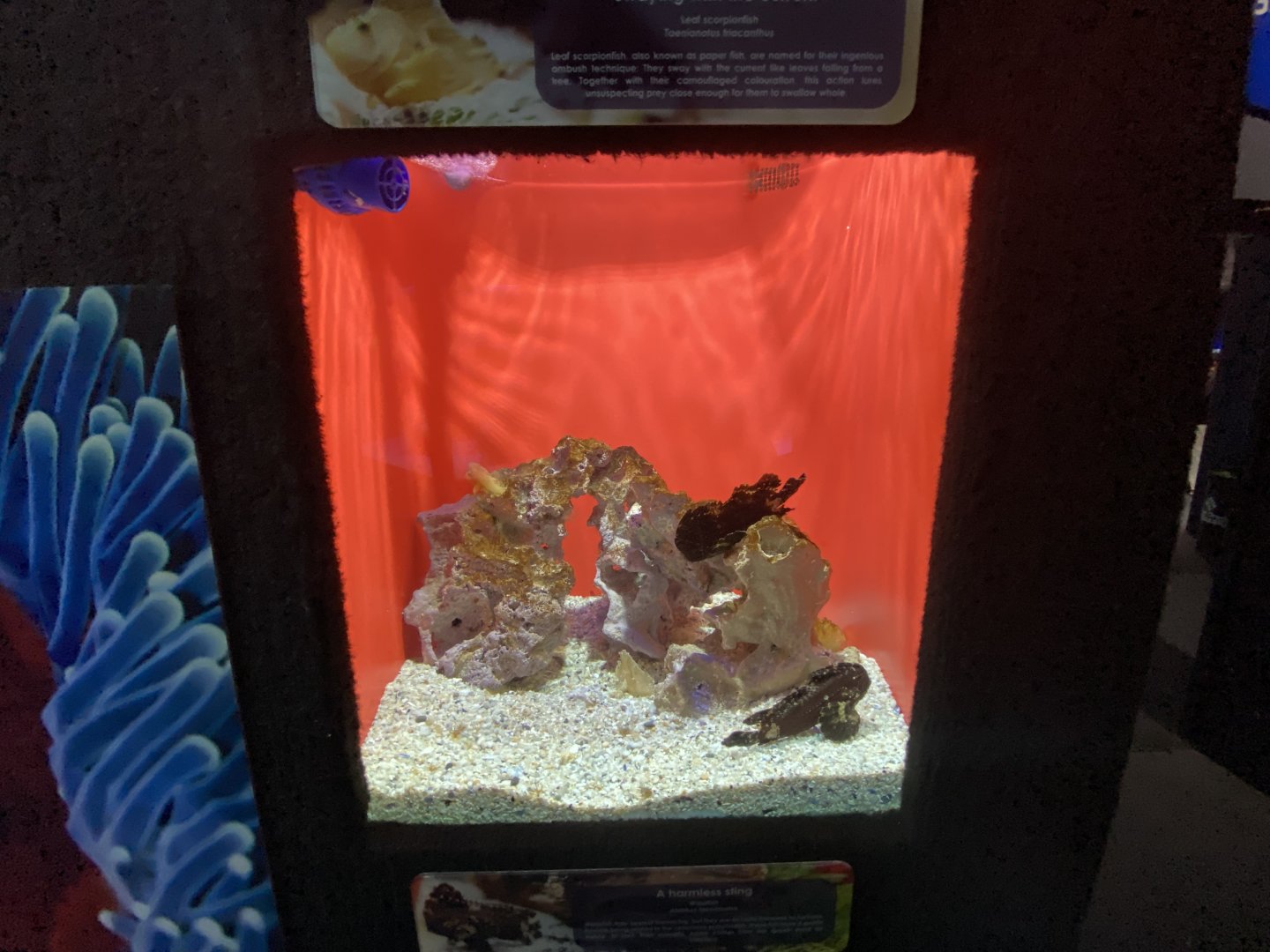 Scorpion fish aquarium