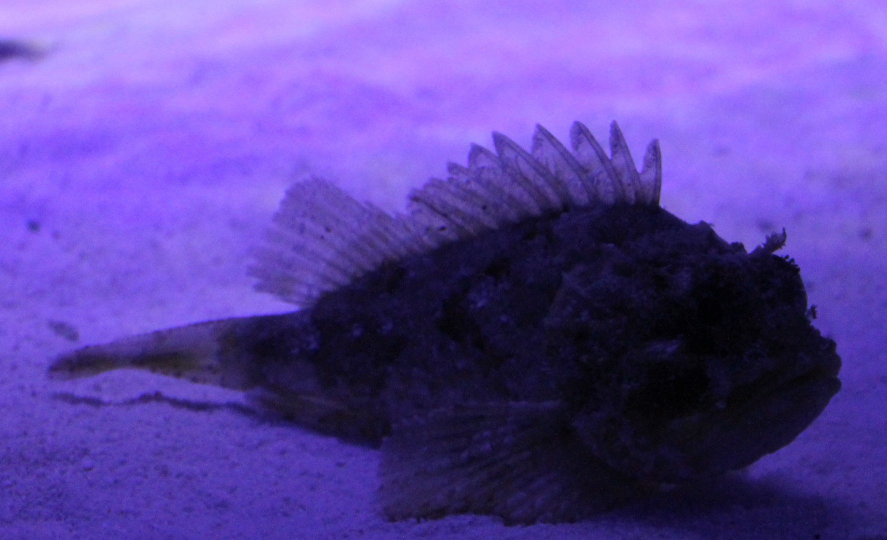 Scorpion fish - Scorpaena porcus