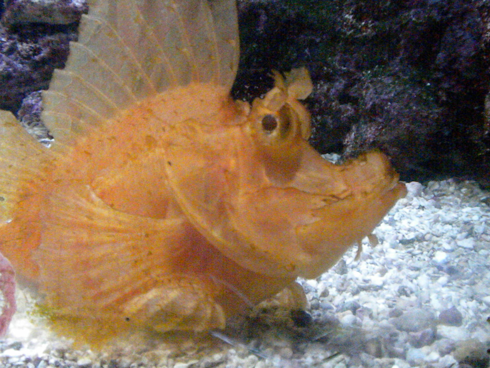Scorpion fish