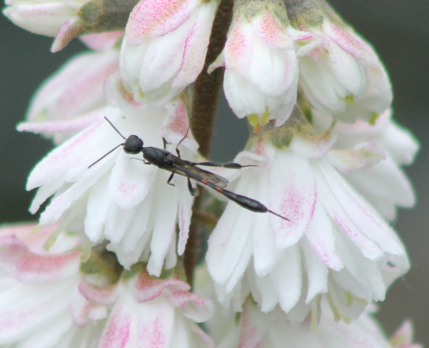 Scorpion fly (?)