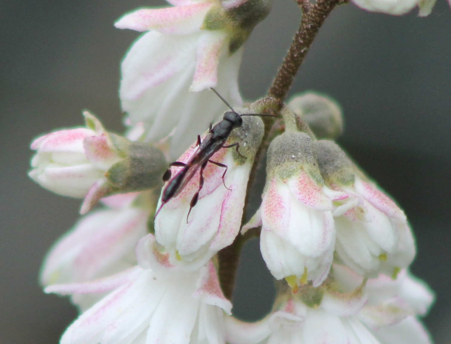 Scorpion fly (?)