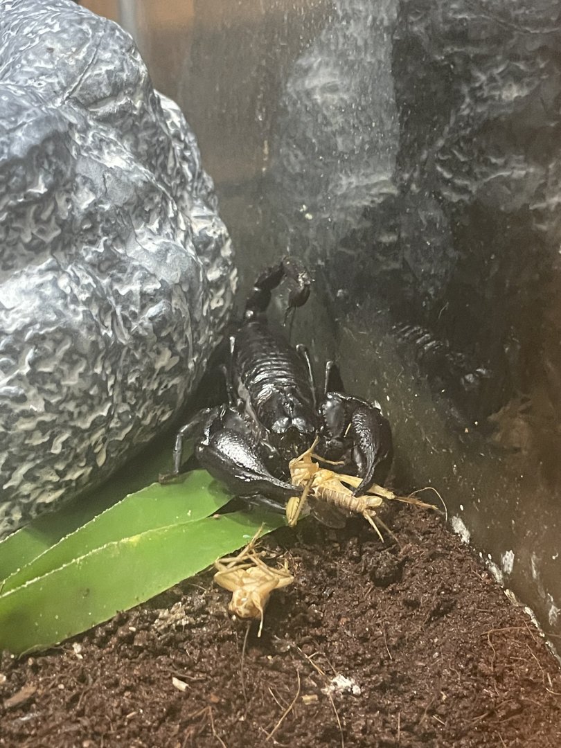 Scorpion ID?
