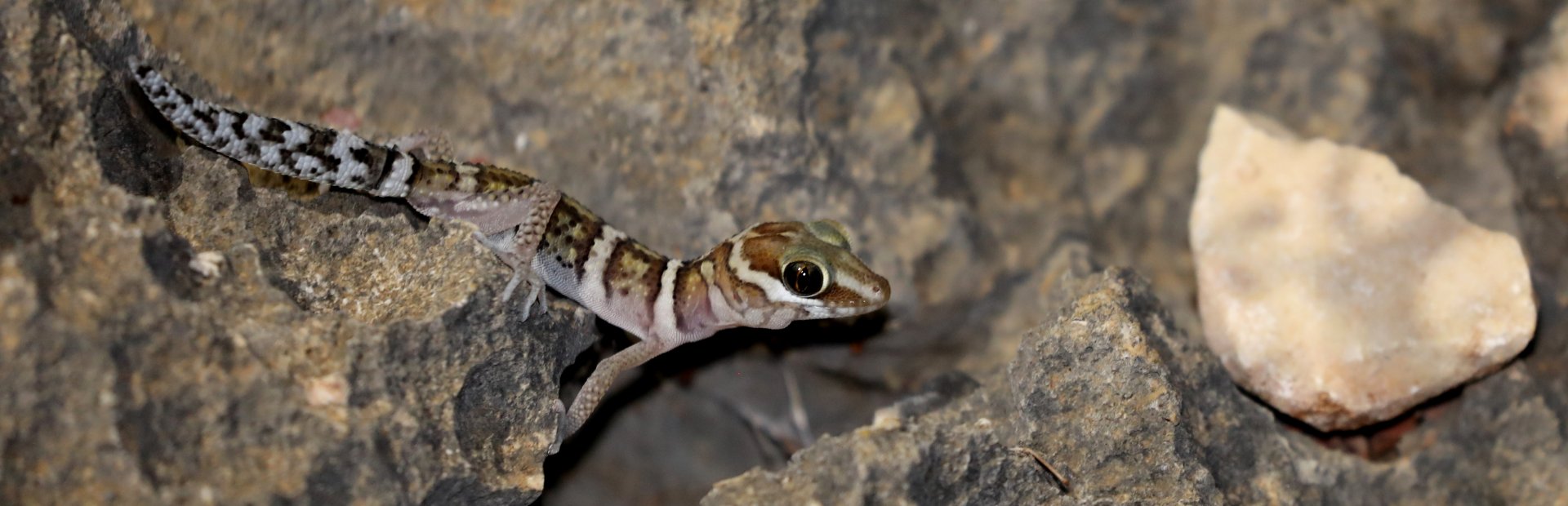 scorpion leaf-toed gecko (Paroedura maingoka)