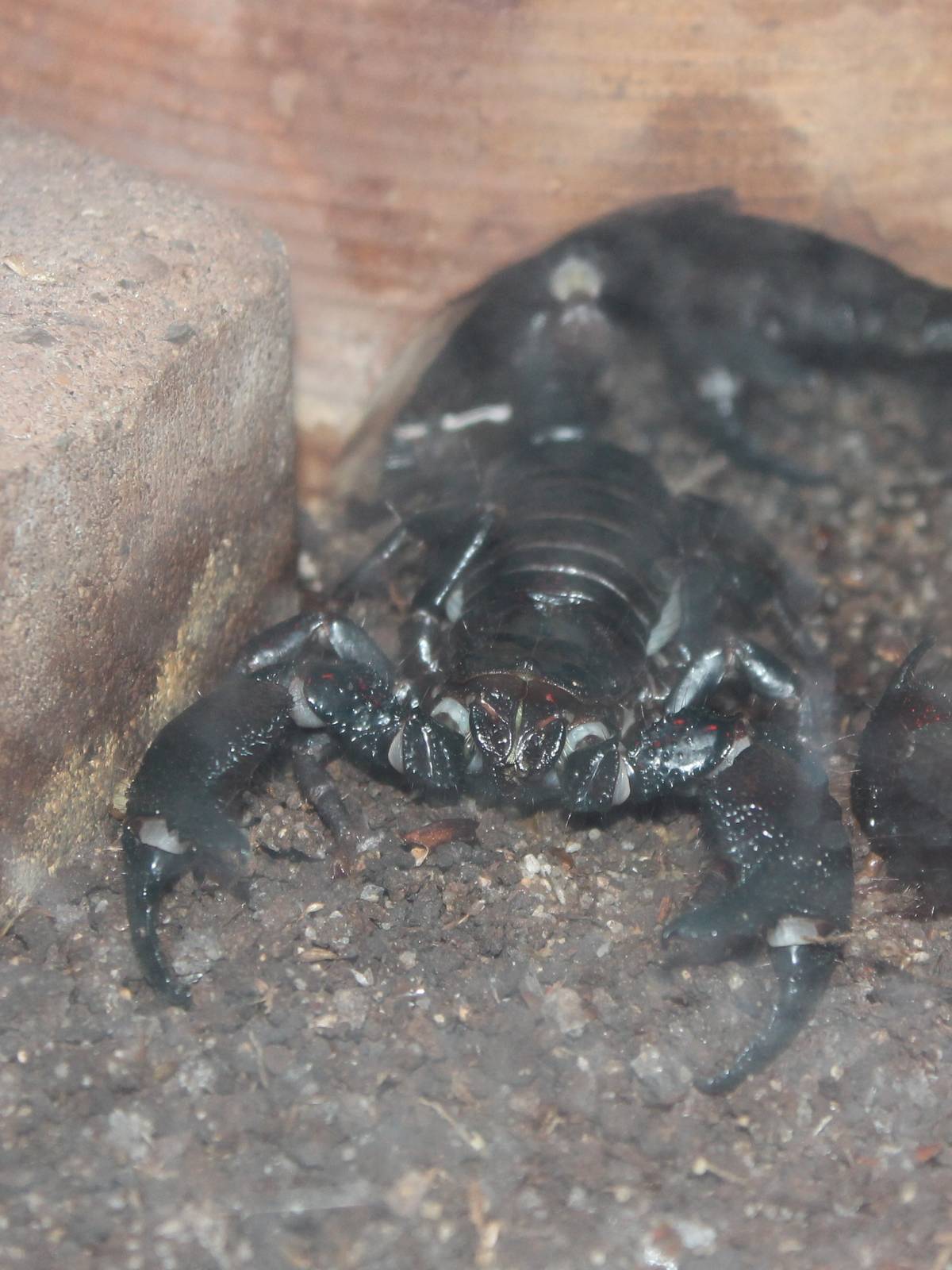 Scorpion species