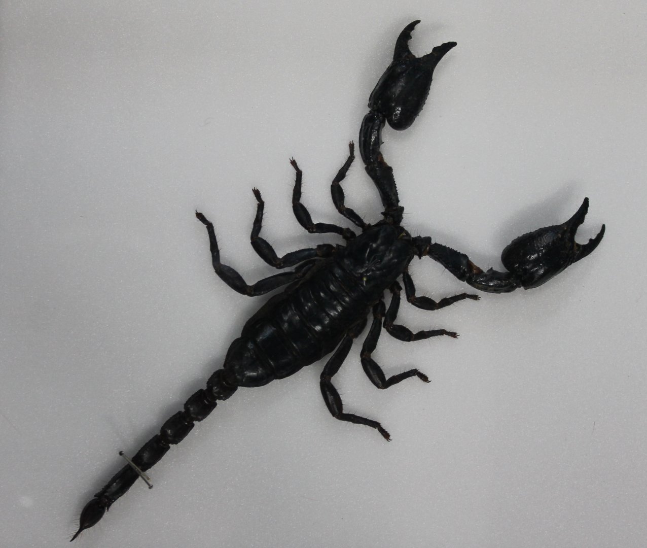 Scorpion specimen