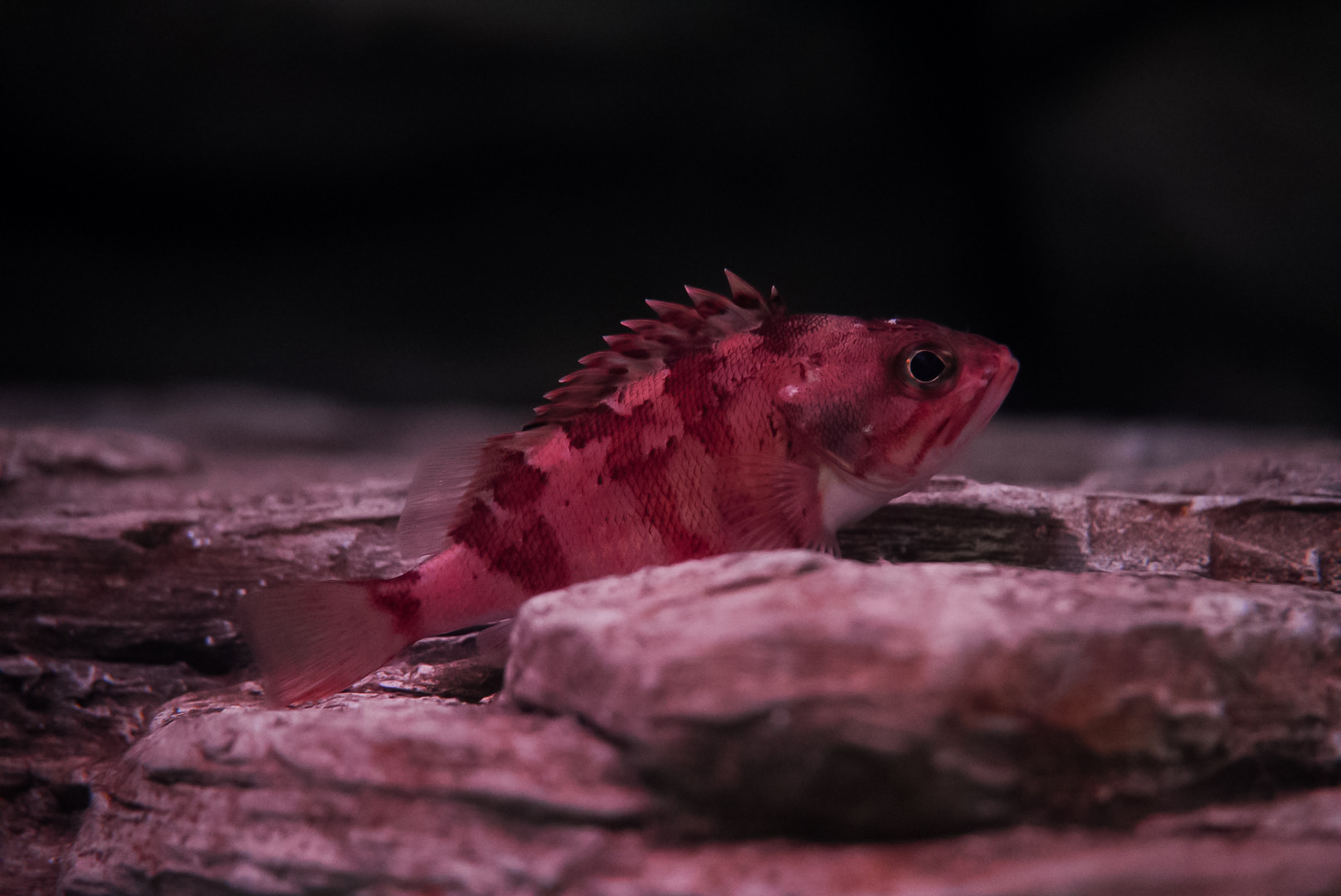 Scorpionfish ID (Point Defiance Zoo & Aquarium)