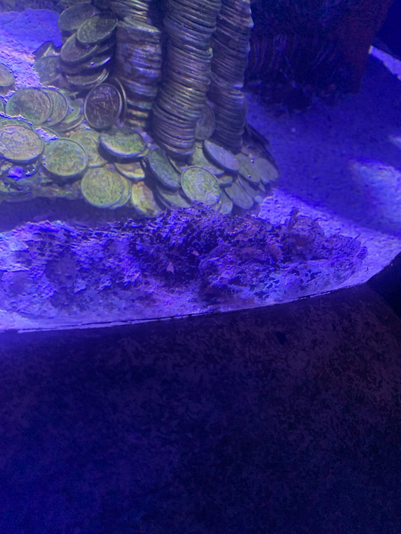 Scorpionfish ID