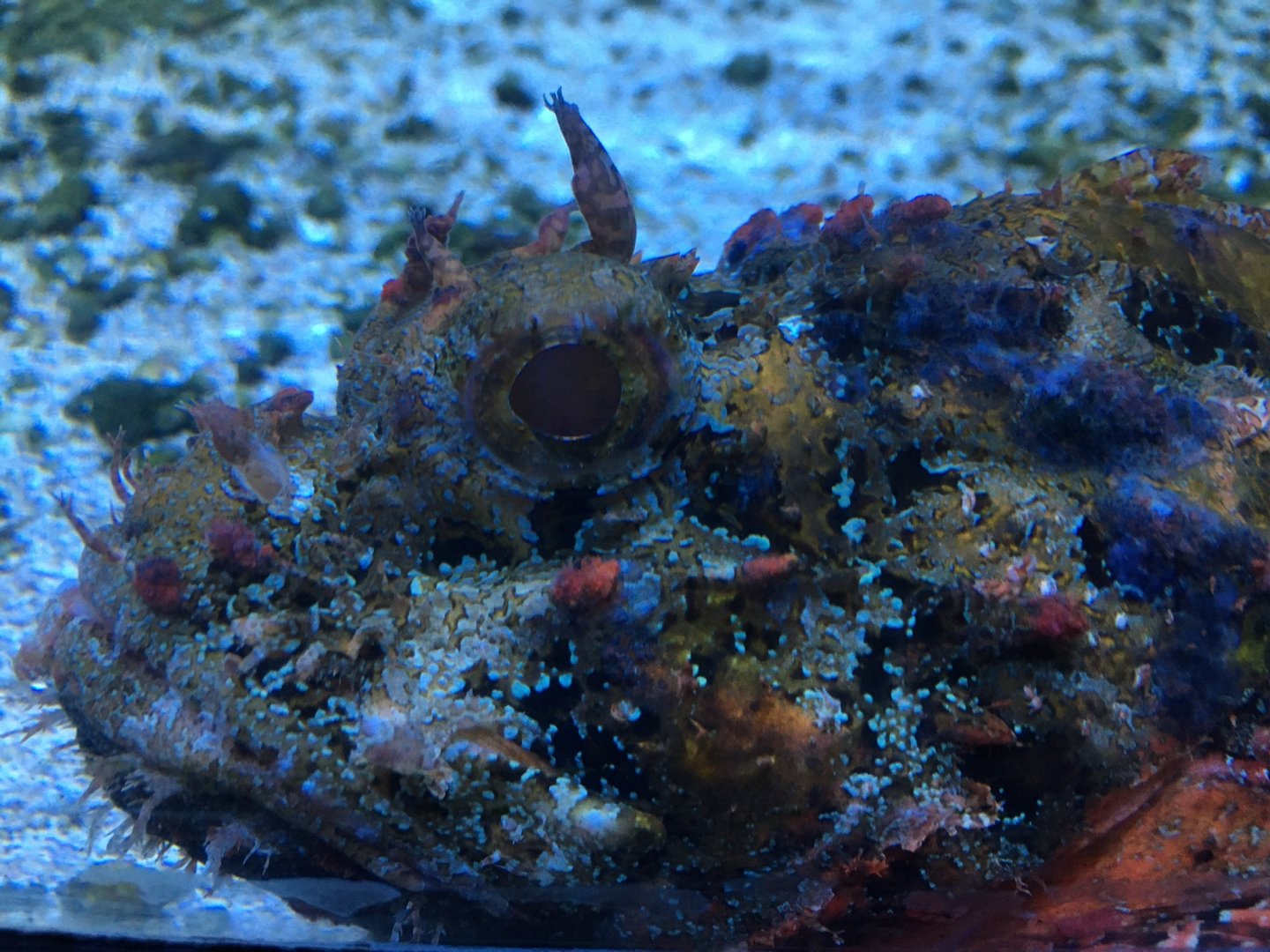 Scorpionfish sp.