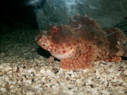 Scorpionfish species, Sydney Aquarium 2008