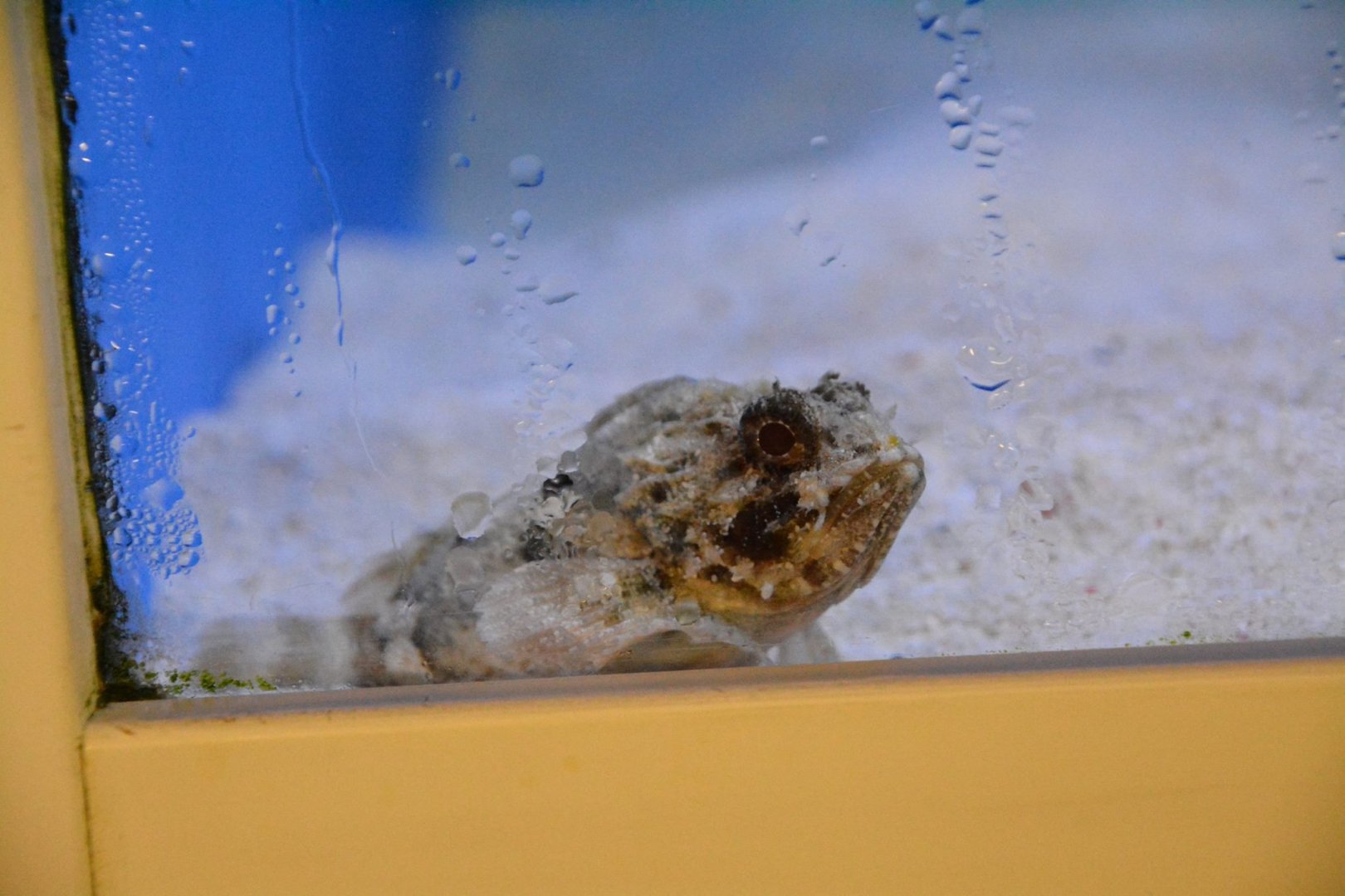 scorpionfish species?